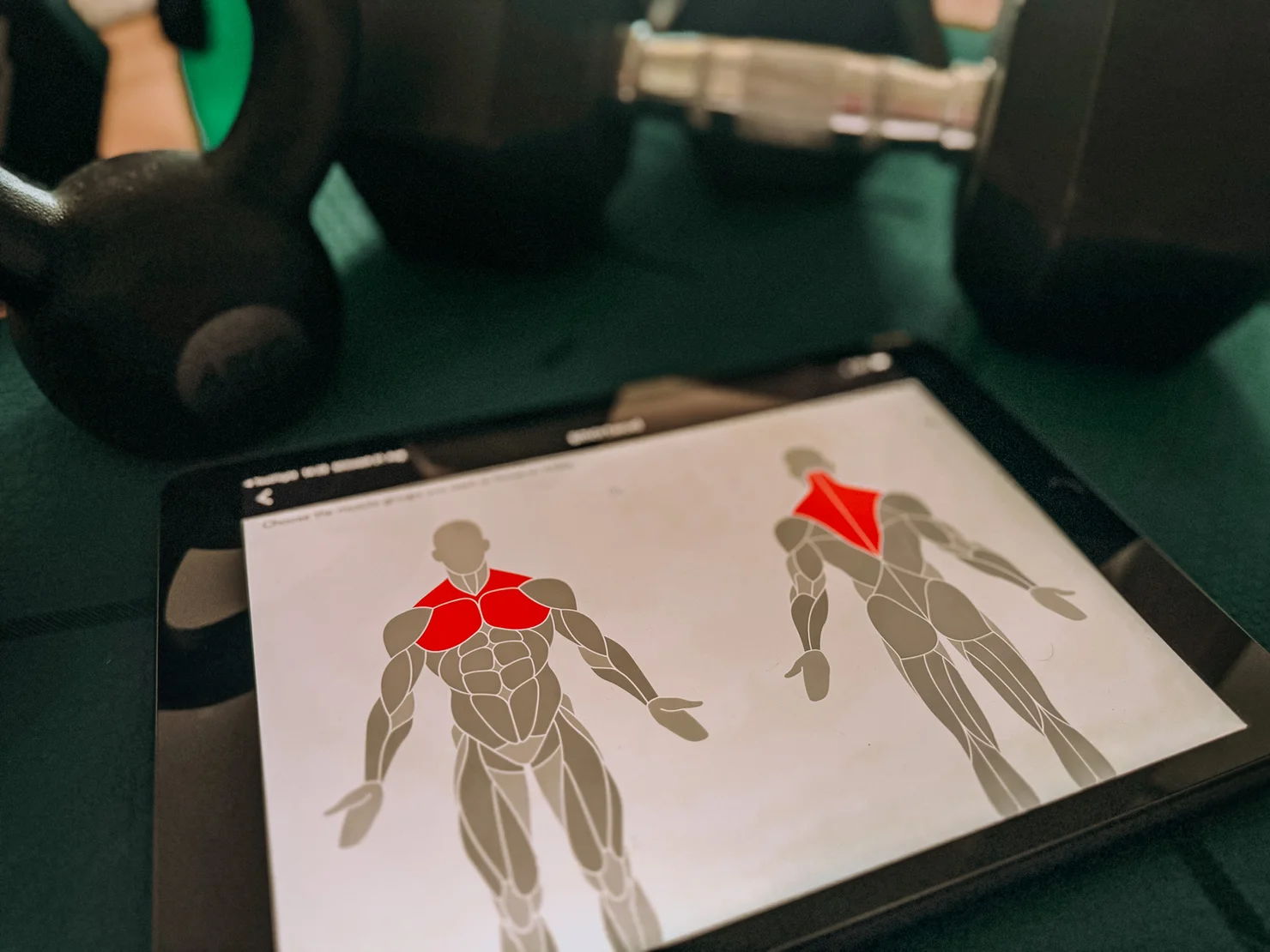 Muscle groups on a iPad